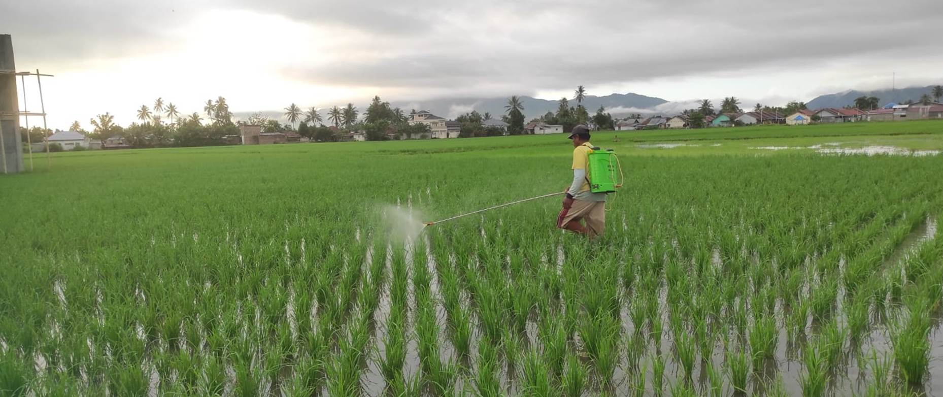Salah seorang petani di Kelurahan Bulotadaa Timur Kecamatan Sipatana Kota Gorontalo melakukan penyemprotan tanaman padi miliknya akibat diserang hama ulat, Kamis (22/2/2024). (Foto: Roy/Gorontalo Post).