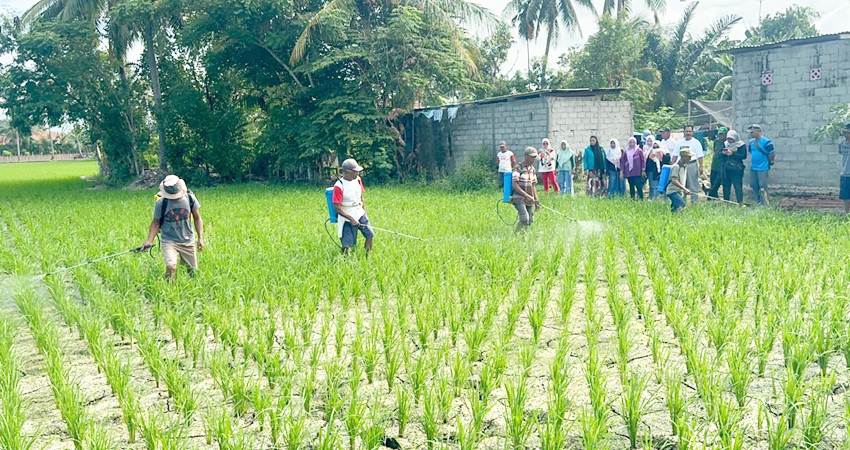 Para petani di Kelurahan Bulotadaa Timur, Kecamatan Sipatana Kota Gorontalo saat melakukan penyemprotan Pengendalian hama dan penyakit bersama Dinas Pertanian Provinsi Gorontalo. (Foto: Distan/Kota Gorontalo).