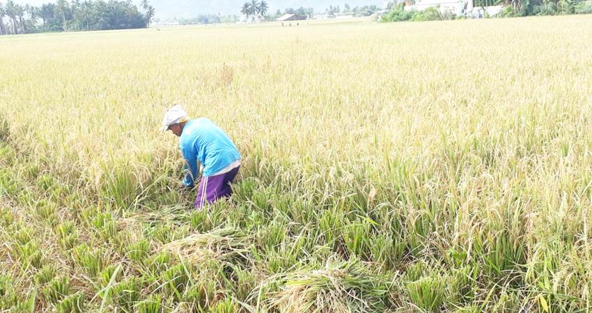 Potensi luas panen padi di Provinsi Gorontalo semakin mengalami penurunan di Januari hingga April 2024 diperkirakan mencapai sekitar 14,71 ribu hektar atau mengalami penurunan sebesar 24,9 persen.(Foto ;Lidya Gorontalo Post)