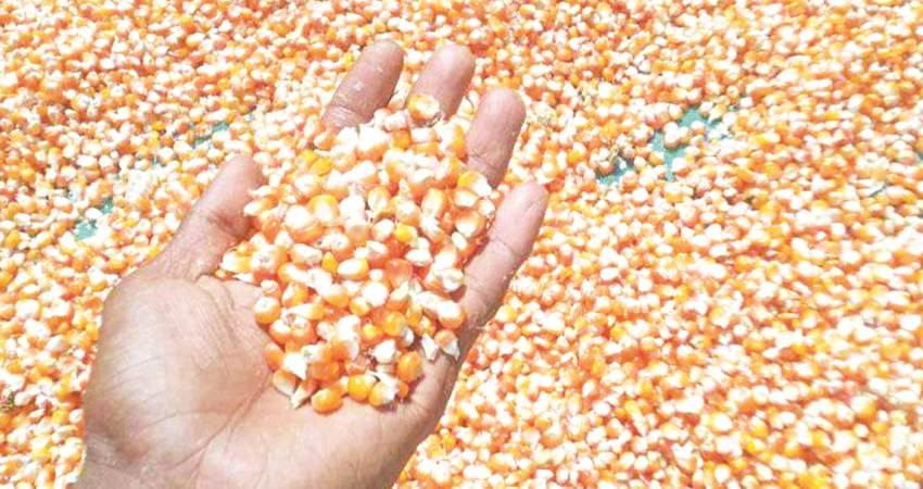 Jagung yang dikeringkan petani