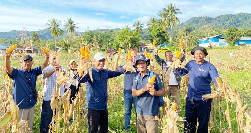 ketua KTNA Bonbol Amran Mustapa, Wasirin dari BSIP Gorontalo,petani Yudin Latif serta Kelompok Tani. Minggu (17/3)kemarin panen jagung. (Foto istimewa)