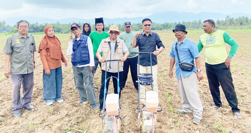 aleg Amran Mustapa selaku ketua KTNA Bonbol uji coba tumpang sari jagung-Padi dilahan petani Tunggulo. (Foto istimewa)