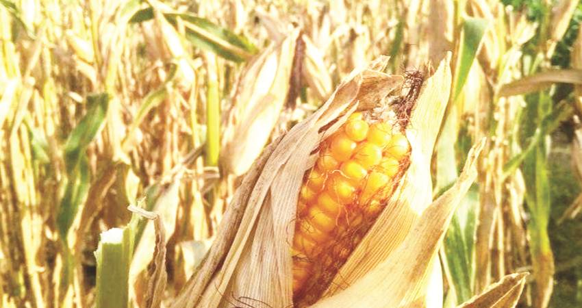 Jagung yang dikeringkan petani