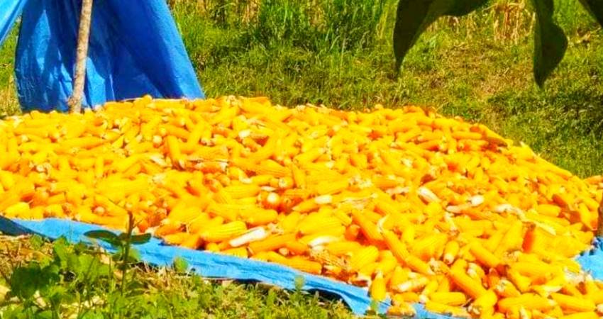 Jagung yang dikeringkan petani