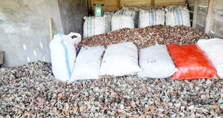 Stok kopra milik salah seorang penampung.