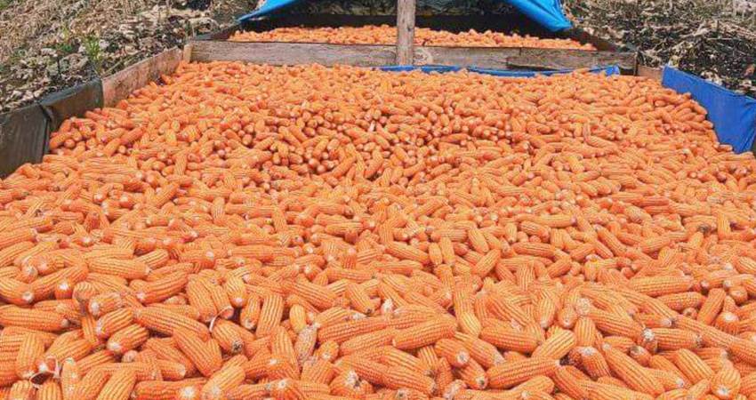 Harga Jagung Mulai Turun