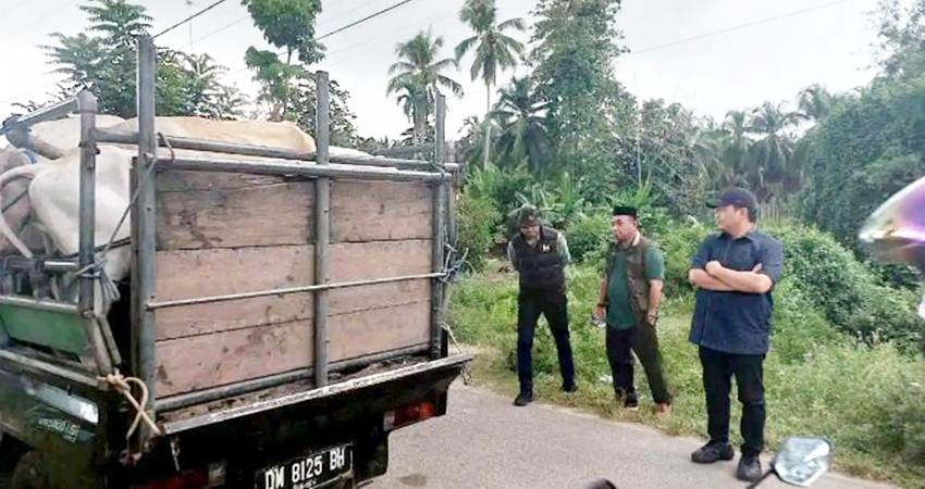 Sejumlah personil Komisi II Deprov Gorontalo memantau sapi kurban di pasar sapi di Pulubala, Kabupaten Gorontalo, pekan lalu.