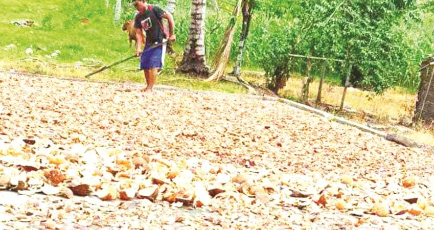 Stok kopra milik salah seorang penampung.