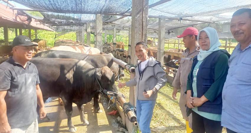 SIMBOLIS. Bupati Gorontalo Nelson Pomalingo bersama seumlah sapi yang siap diberangkatkan ke Balikpapan.