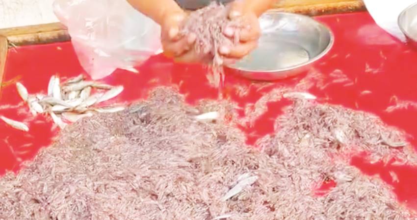 Nike yang dijual pedagang di Pasar Senin, Kota Gorontalo. (Foto Hamdan Abubakar)