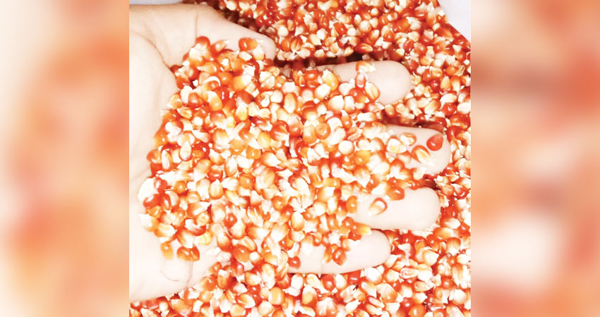 Jagung kristal yang dijual pedagang di Kota Gorontalo. (Hamdan Abubakar)