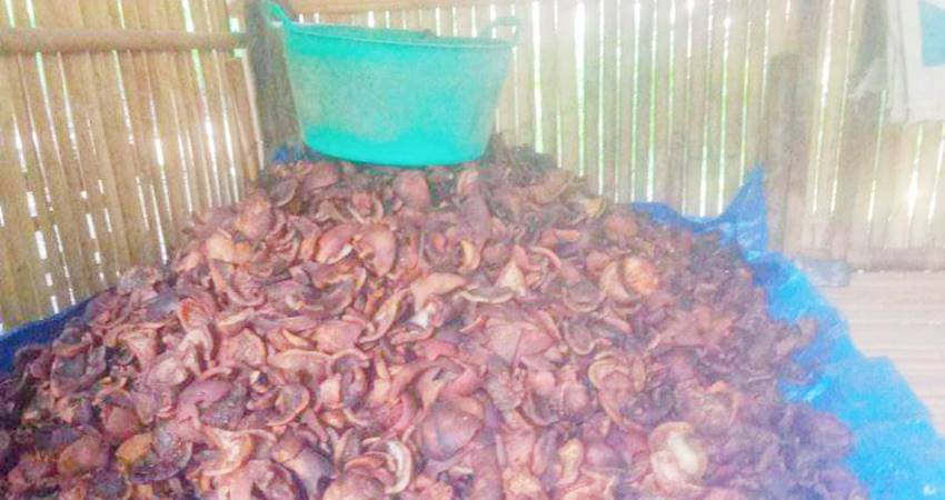 Kopra yang telah dikeringkan oleh petani untuk selanjutnya di masukan ke penampung. (Hamdan Abubakar)