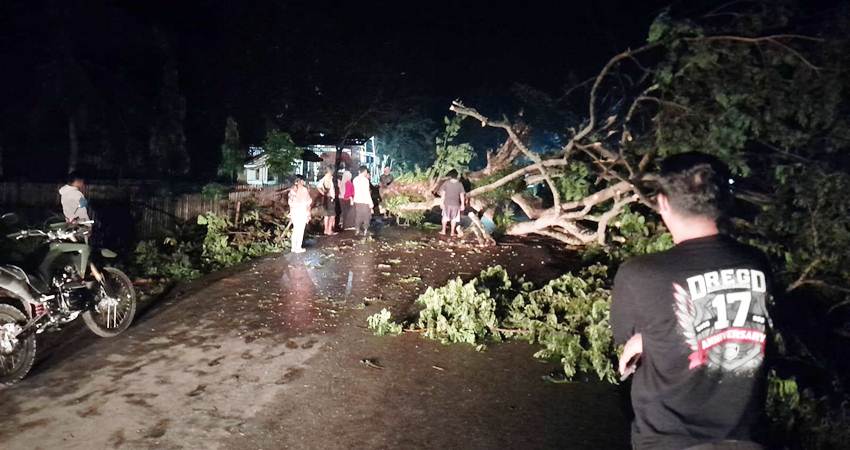 Pohon tumbang di Kecamatan Boliyohuto menutup jalan dan membuat akses antara dua desa sempat terputus sementara.