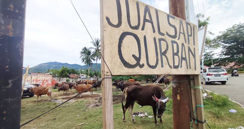 Di sebuah lahan kosong dekat jalan raya Kelurahan Pauwo Kecamatan Kabila Bone Bolango nampak puluhan ekor sapi qurban yang akan dijual. Selasa (4/6/2024). (Foto: Natha/Gorontalo Post)