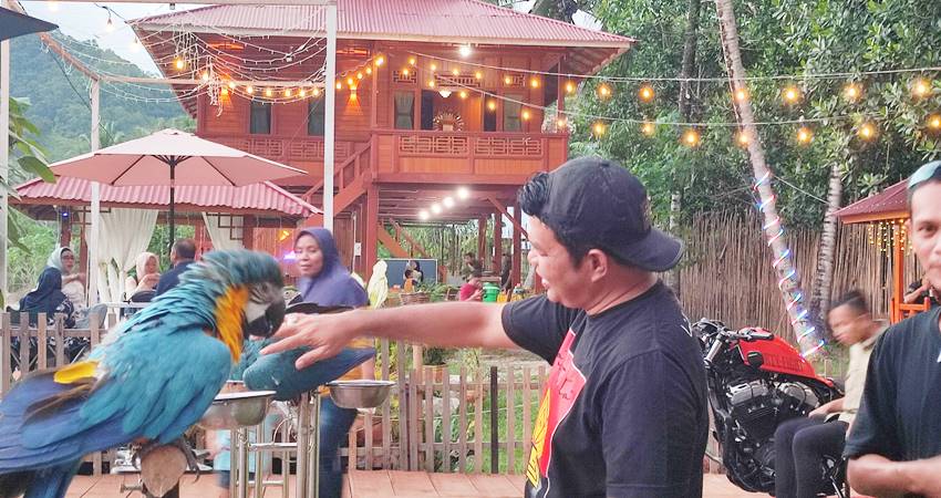 Salah satu pengunjung wisata Alam Dunggala Ismet Ishak saat bermanja dengan seekor burung nuri yang jinak Rabu (6/6/2024). (Foto: Natha/Gorontalo Post)