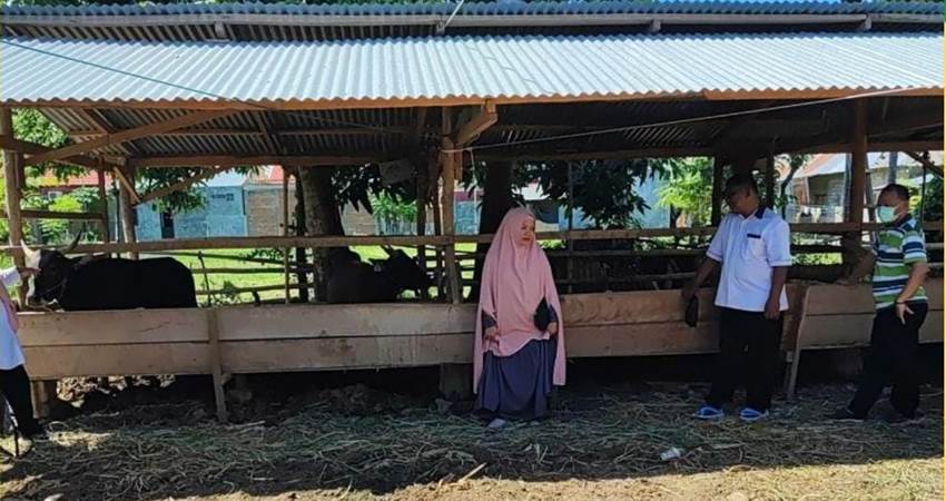 Pengawasan dan pemantauan hewan qurban oleh DKPP Kota Gorontalo. (Foto: Istimewa)