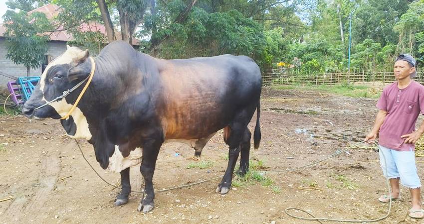 Sapi Kurban bantuan Presiden RI Joko Widodo untuk Provinsi Gorontalo dengan bobot hampir satu ton. (Foto – istimewa)