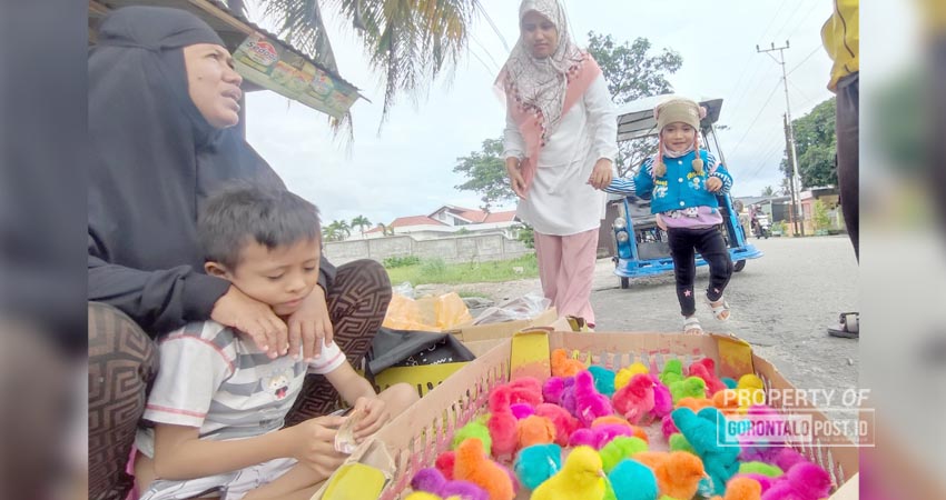 Laris manis penjual ayam warna-warni di Jalan Prof. DR. Aloei Saboe, Kelurahan Dembe II, Kecamatan Kota Utara, Kota Gorontalo, menarik perhatian warga dan anak-anak untuk membeli ayam warna tersebut. (F. Natha/ Gorontalo Post)
