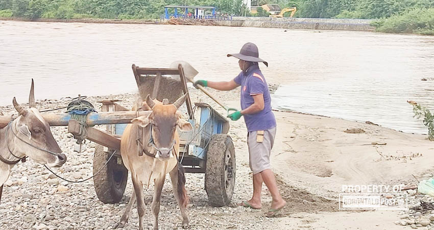 Berlimpahnya material di kawasan Bendungan Alale, Desa Lombongo, Kecamatan Suwawa Tengah, Kabupaten Bone Bolango, menjadikan jasa gerobak sapi angkut material masih menjadi primadona warga untuk memesan pasir dan batu (Sirtu). (F. Natha/ Gorontalo Post)