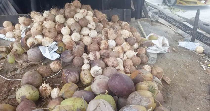 Ribuan kelapa kupas milik salah seorang petani di Kabupaten Bone Bolango.