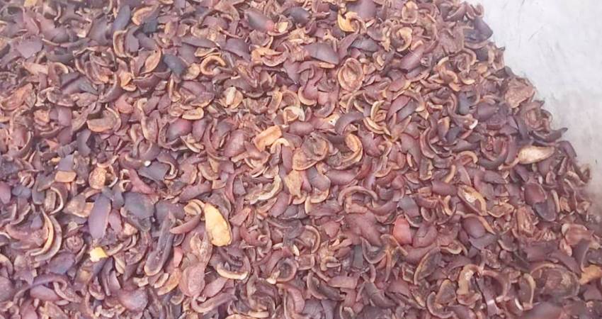 Stok kopra milik salah seorang penampung.