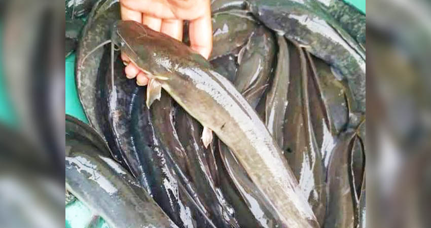 Ikan lele siap panen yang akan dipasok ke luar daerah. (istimewa)