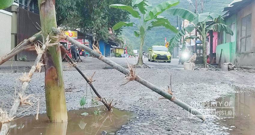 Protes tak segera diperbaiki, warga tanam pohon pisang di jalan rusak, Selasa (13/8). (F. Natha/Gorontalo Post)