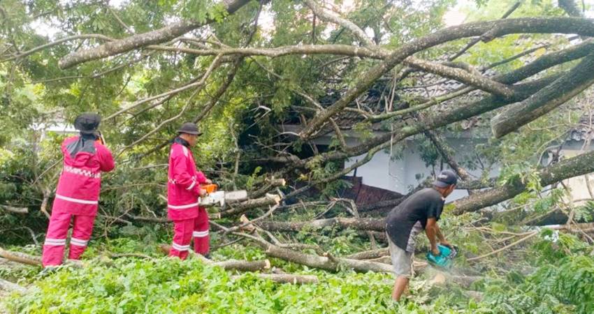 Salah satu pohon tumbang terjadi di Kecamatan Kota Tengah, Kota Gorontalo belum lama ini mengakibatkan kemacetan. Beruntung tidak ada korban jiwa dalam peristiwa tersebut.