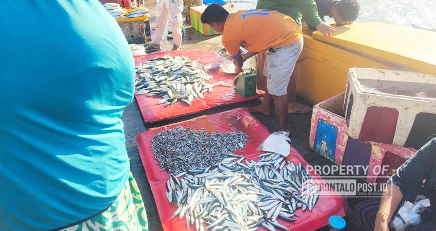 Ikan yang dijual pedagang di Tempat Pelelangan Ikan Kota Gorontalo. (Foto : Hamdan Abubakar/Gorontalo Post)