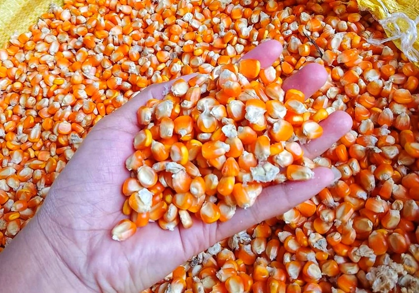 Jagung yang dikeringkan petani.