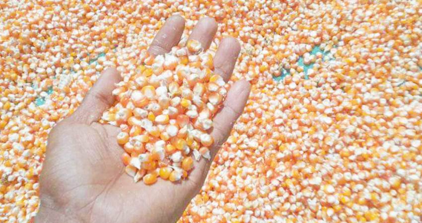 Jagung yang dikeringkan petani. Saat ini harga jagung dinilai cukup rendah sementara harga pupuk dan bibit semakin mahal.