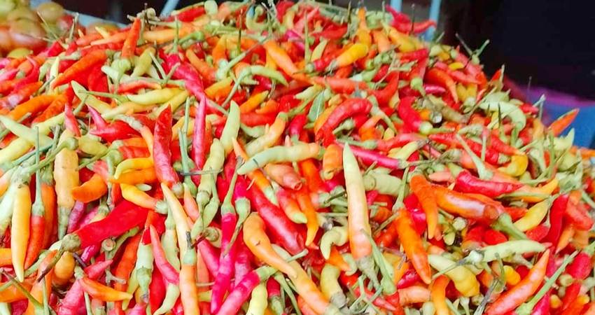 Rica yang dipasok ke pedagang di Kota Manado, Sulawesi Utara.
