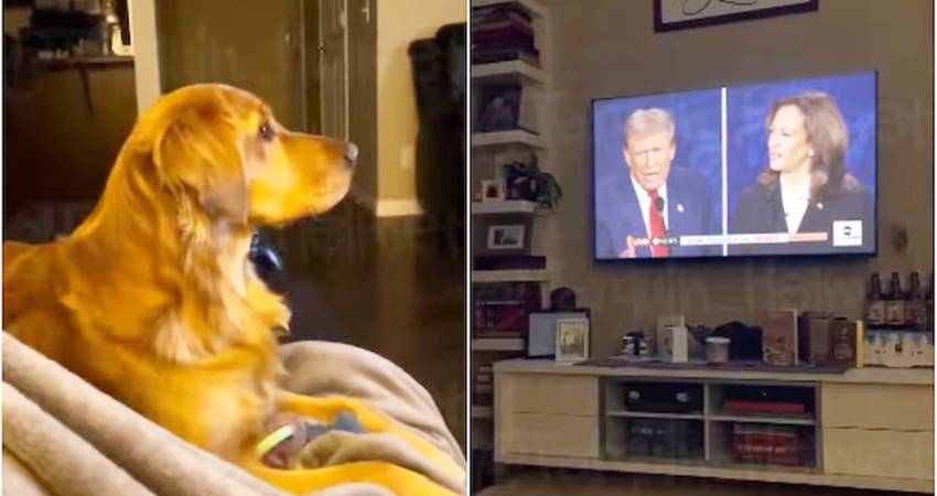 Ekspresi anjing yang viral di medsos ketika melihat debat Donald Trump vs Kamala Harris.--
