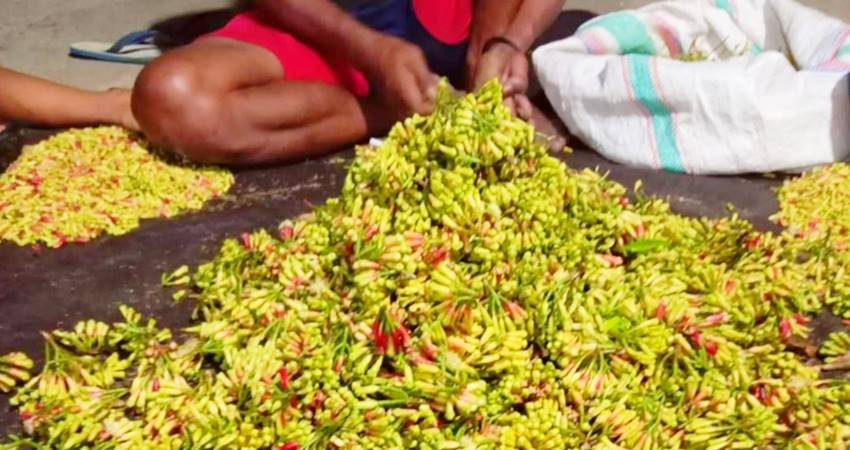 Cengkeh yang baru dipanen petani. (istimewa)