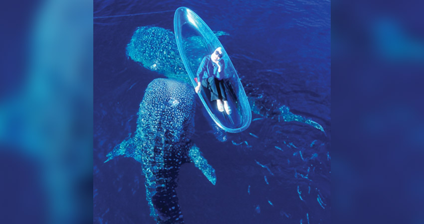 HIDDEN GEM : Putri Indonesia 2001, Angelina Sondakh berinteraksi dengan Sherly dan Bima, dua ekor hiu paus yang menetap di pantai Botubarani Gorontalo, Rabu (9/10). (foto : instagram @angelinasondakh09)