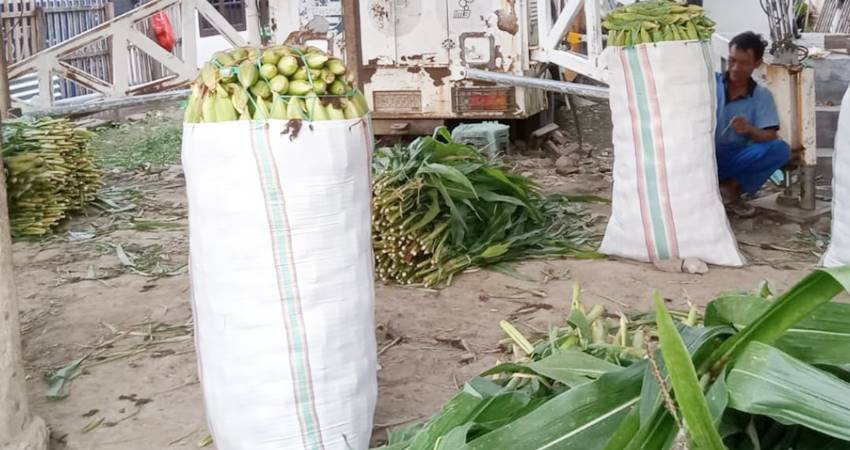 Salah satu lapak pakan sapi di Wilayah Telaga, Kabupaten Gorontalo. (Foto Hamdan Abubakar)