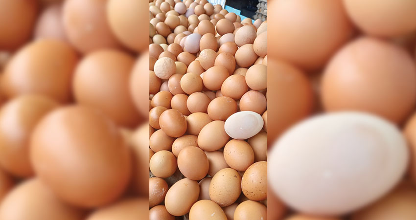 Telur ayam ras salah satu komoditi yang dominan memberikan andil inflasi (yoy) di Provinsi Gorontalo pada September 2024. (Foto Lidya/Gorontalo Post)