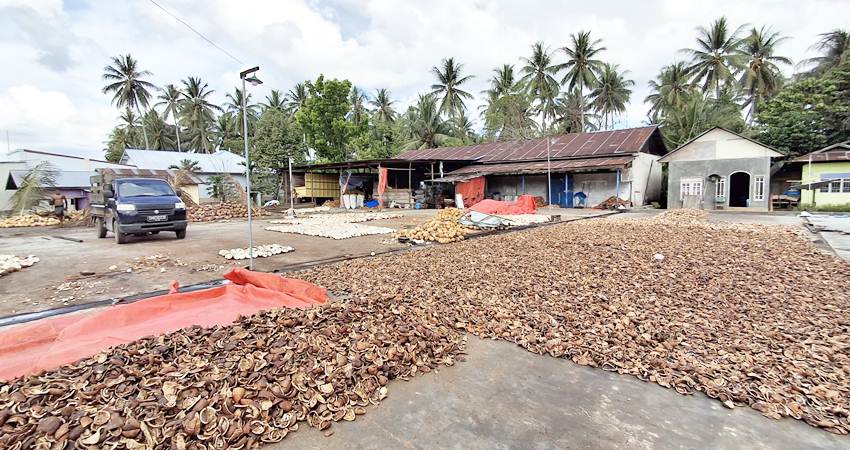 SENTRA KOPRA - Kawasan pengolahan kopra yang dikembangkan Parni Lasimpala, di Desa Iloheluma, Patilanggio, Pohuwato.(foto : novita hundolo /mg/ gorontalopost)