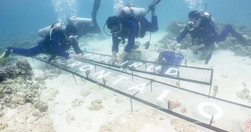 Personel Dit Polair Polda Gorontalo melakukan transplantasi terumbu karang yang berpusat di Desa Bintalahe, Kecamatan Kabila Bone, Kabupaten Bone Bolango.