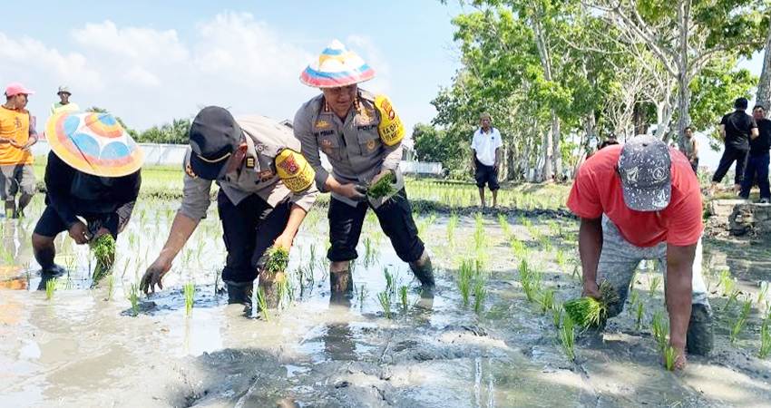 Kapolresta Gorontalo Kota, Kombes Pol. Dr. Ade Permana,S.I.K,M.H bersama jajaran, ikut melakukan penanaman padi bersama para petani.