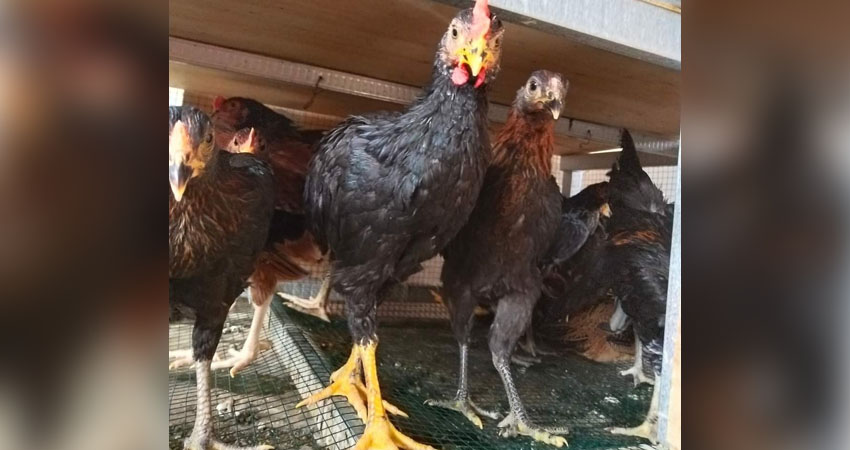 Ayam kampung yang siap dijual oleh peternak.
