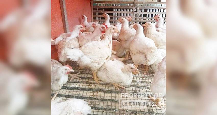 Pedagang ayam pedaging di pasar Liluwo saat melayani pembeli. (Hamdan/GP)