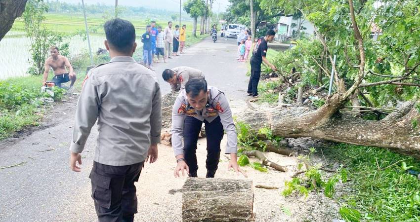 Aparat Kepolisian dan masyarakat, melakukan pembersihan pohon tumbang yang terjadi di Kelurahan Kayu Bulan, Kabupaten Gorontalo.