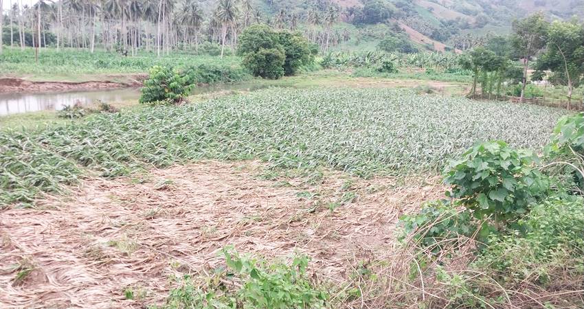 Lahan jagung milik masyarakat mengalami kerusakan dan sebagian mati akibat cuaca ekstrim akhir-akhir ini. Oleh karena itu, para petani berharap agar bisa ada bantuan serta perhatian dari pemerintah daerah.