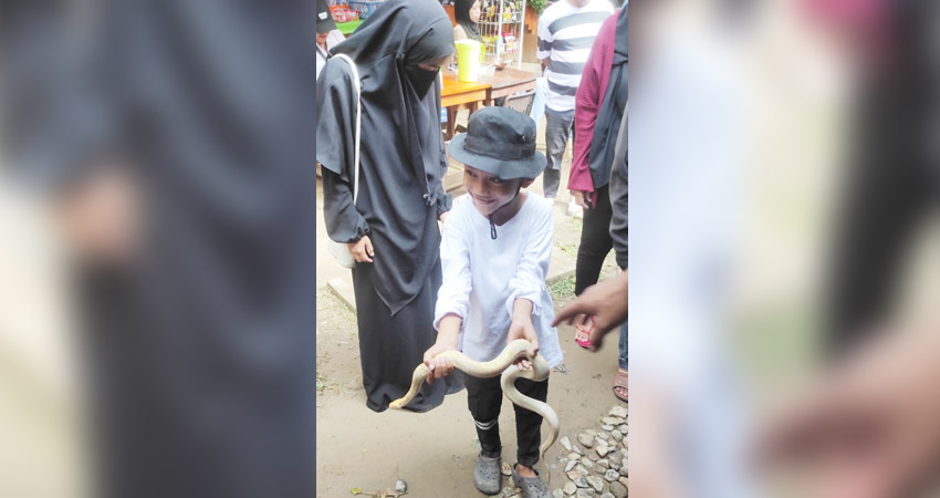Salah seorang santri RQ Al Yassir saat diperkenalkan langsung berupa hewan jenis ular dengan cara memegangnya tanpa rasa takut