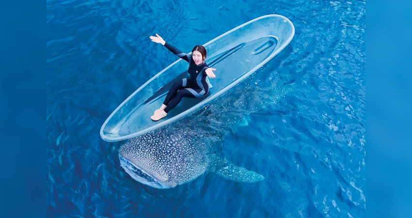 Tiara Andini saat berenang bersama Hiu Paus, Sherli dan Bima, di Pantai Botubarani, Bone Bolango, Senin (9/12). (foto : istimewa)
