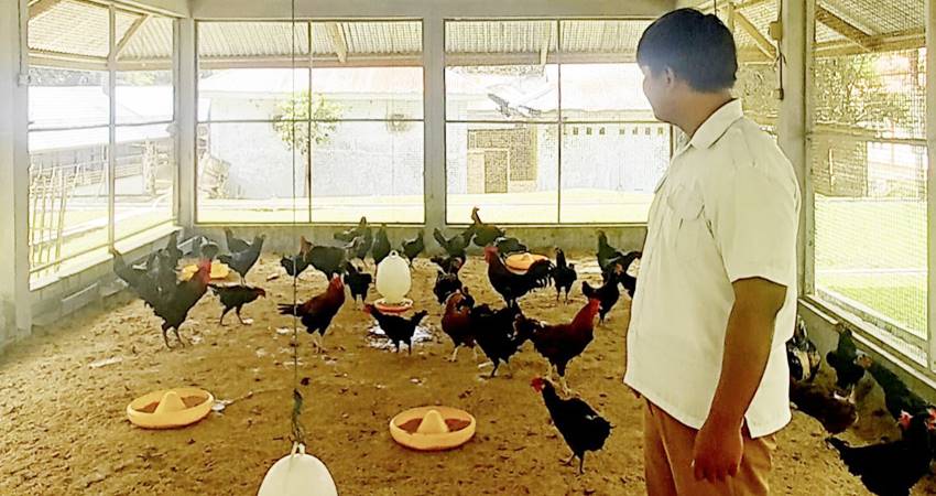 Indukan ayam KUB Pemprov Gorontalo yang kini penyaluran DOC nya ribuan ekor dalam sepekan. (istimewa)