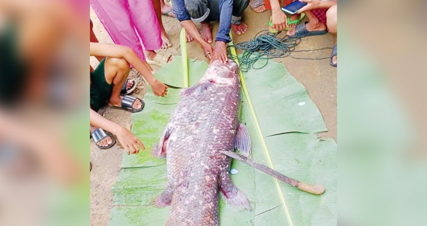 Nelayan menemukan ikan Coelacanth sepanjang 1 meter di Desa Imana, Gorontalo Utara . (dok. istimewa)