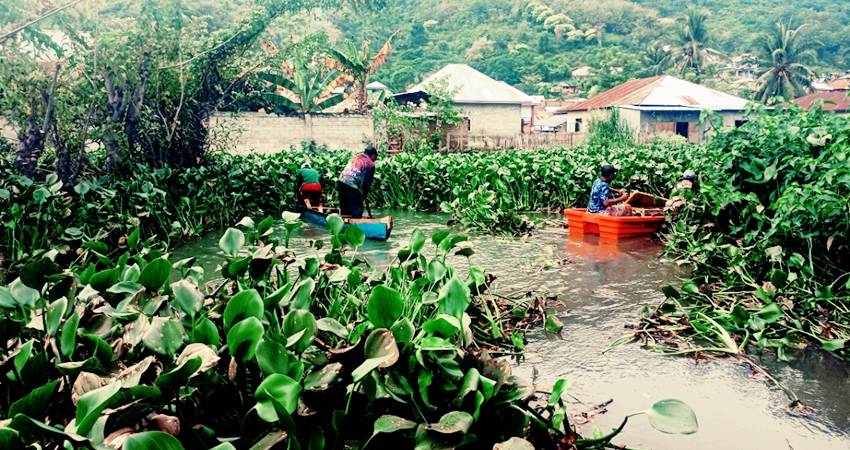 Eceng gondok yang memenuhi sungai di Kecamatan Tilango, dibersihkan oleh masyarakat sekitar.