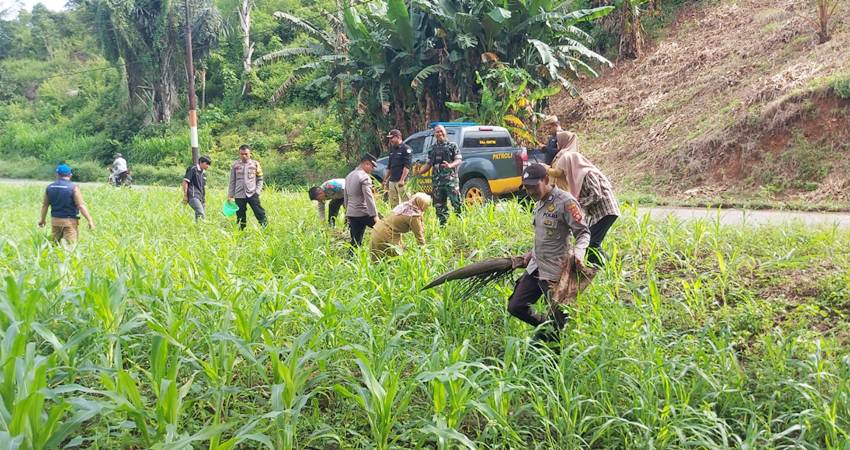 Kapolsek Dulupi, Iptu Ariyanto Mahmud beserta personelnya bersama anggota TNI, pemerintah desa, dan masyarakat, meninjau lokasi yang sudah ditanami jagung dan rencananya pekarangan rumah masyarakat yang tidak termanfaatkan bakal ditanami dengan sejumlah tanaman yang lebih produktif dan bermanfaat.